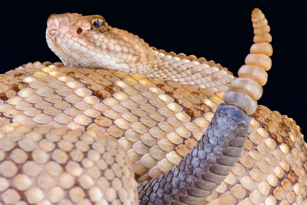 Arubai Csörgőkígyó Crotalus Csörgőkígyó Unicolor — Stock Fotó