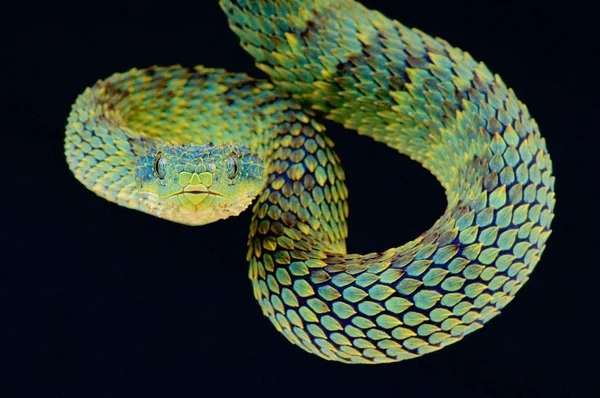 布什毒蛇 Atheris Squamigera — 图库照片