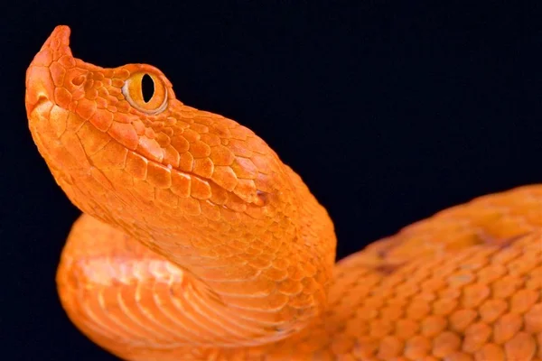 Zmije Růžkatá Vipera Ammodytes — Stock fotografie