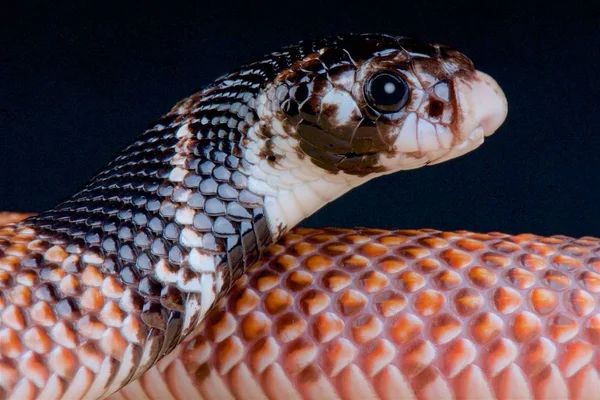 Щитоносая Змея Aspidelaps Scutatus Intermedius — стоковое фото