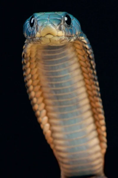 Kobra Arabska Naja Arabica — Zdjęcie stockowe