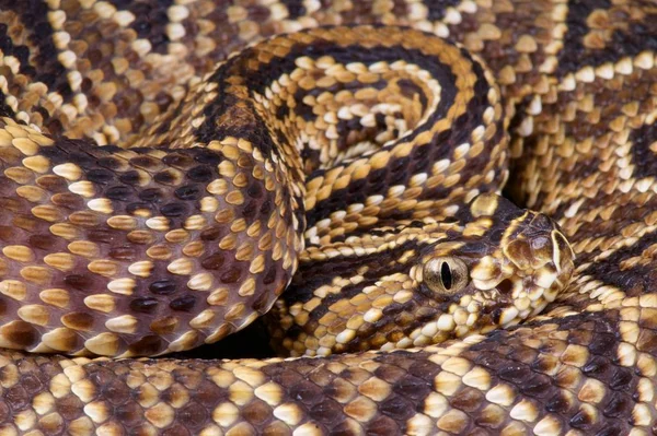 Neotropikal çıngıraklı yılan (Crotalus durissus terrificus)