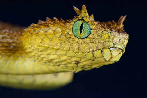 Hairy bush viper (Atheris hispida) on black background Stock Photo - Alamy