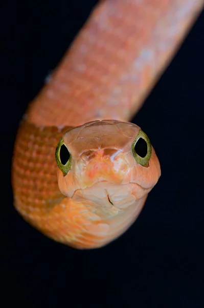 Boomslang Dispholidus Typus Female — Stock Photo, Image