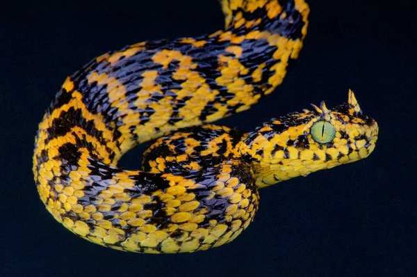 ウサンバラまつげマムシ Atheris Ceratophora — ストック写真