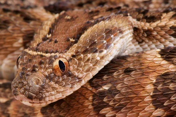 Puff Adder Bitis Arietans — Stock Photo, Image