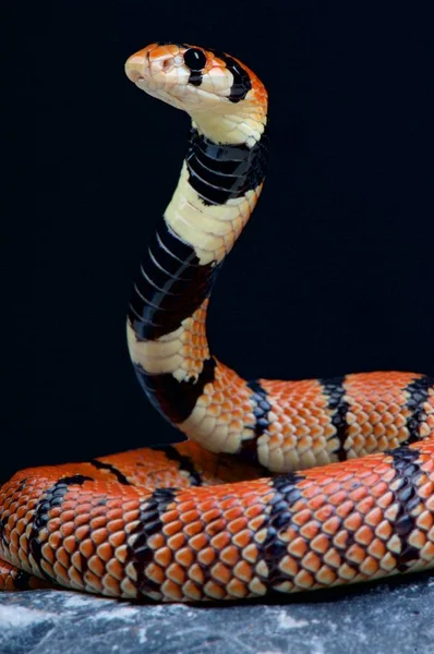 海角珊瑚蛇 Aspidelaps Lubricus — 图库照片
