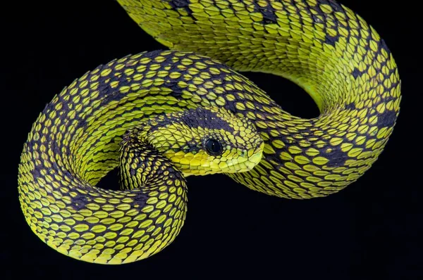 Attacking Snake / Great Lakes Viper / Atheris Nitschei Stock Image