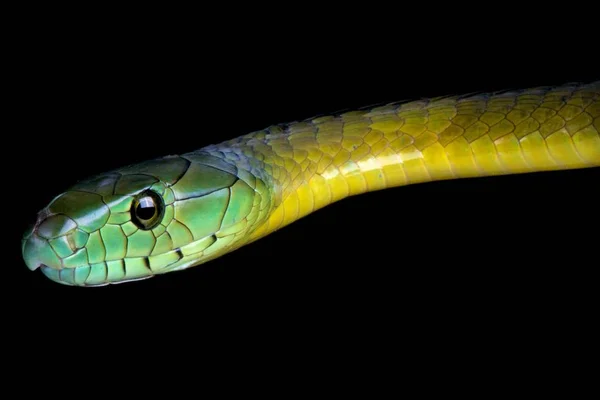 Black Tailed Jameson Mamba Dendroaspis Jamesoni Kaimosae — Stock Photo, Image