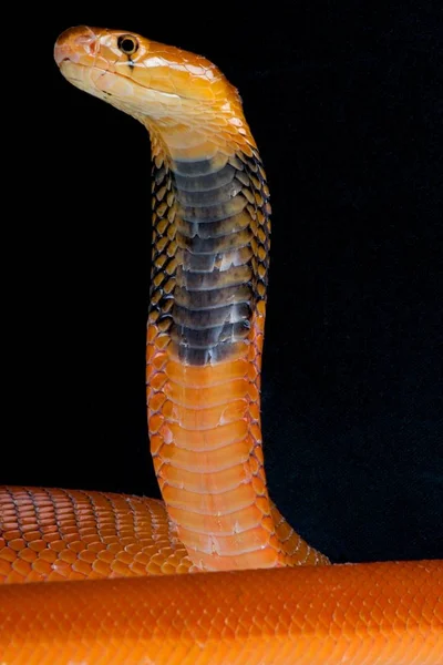 Červená Plivající Kobra Naja Pallida — Stock fotografie