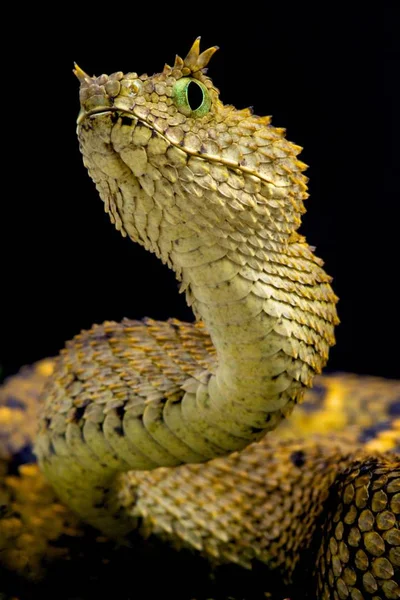 Vipera Cornuta Usambara Atheris Ceratophora — Foto Stock