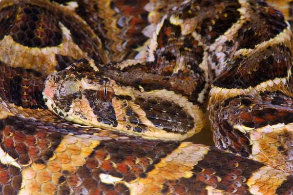 Puff engerek (Bitis arietanları)