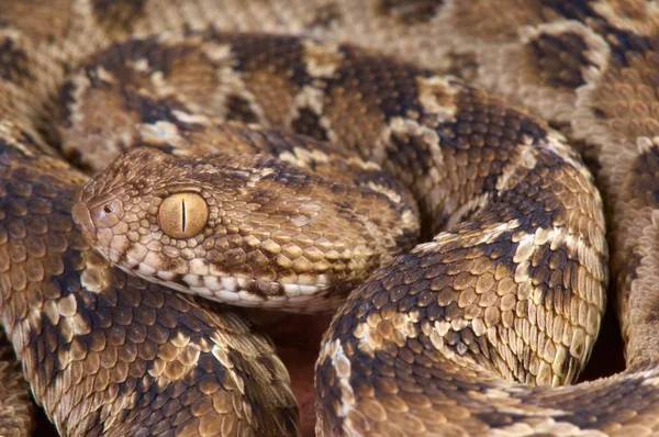 Kuzeydoğu Afrika halı viper (çöl pyramidum)