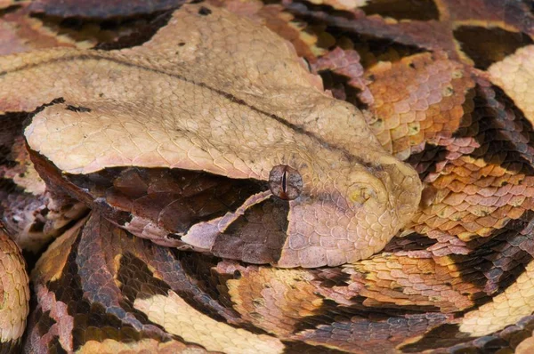 Víbora Gaboon Bitis Gabonica —  Fotos de Stock