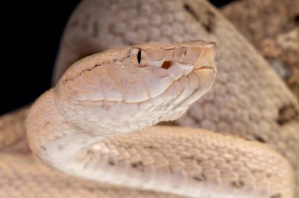 Tokara Habu Trimeresurus Tokarensis – stockfoto