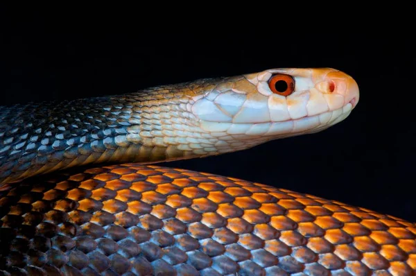 Taipan Costeiro Oxyuranus Scutellatus Canni — Fotografia de Stock