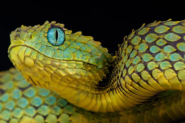 Буш Гадюка Atheris Squamigera — стоковое фото