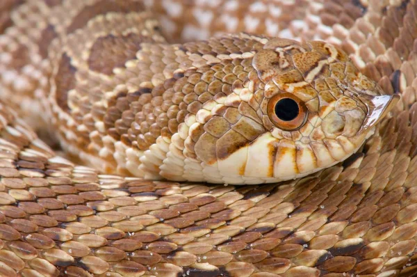 Mexicaanse Hognose Snake Heterodon Kennerlyi — Stockfoto