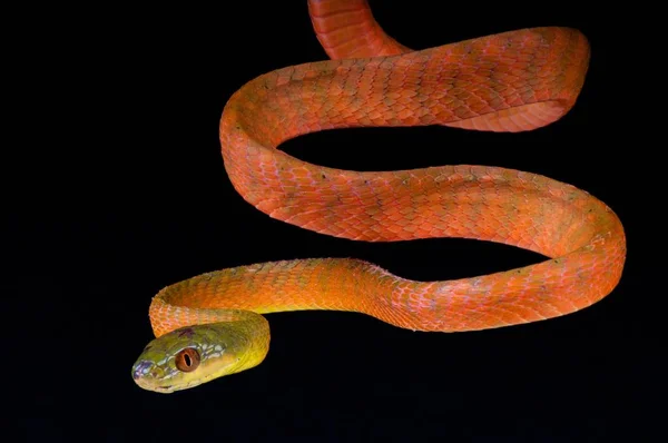Serpente Gatto Dalla Testa Nera Boiga Nigriceps — Foto Stock