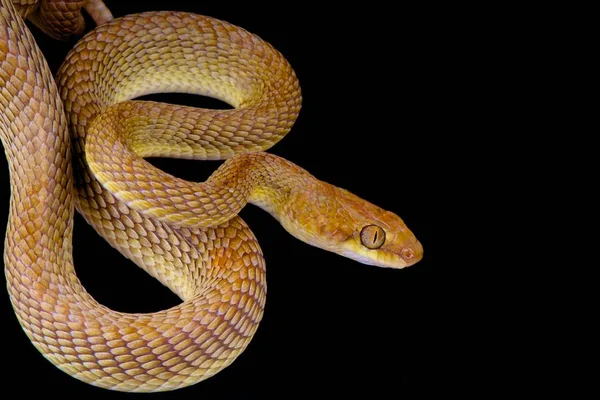 Serpente Gatto Arabo Telescopus Dhara — Foto Stock