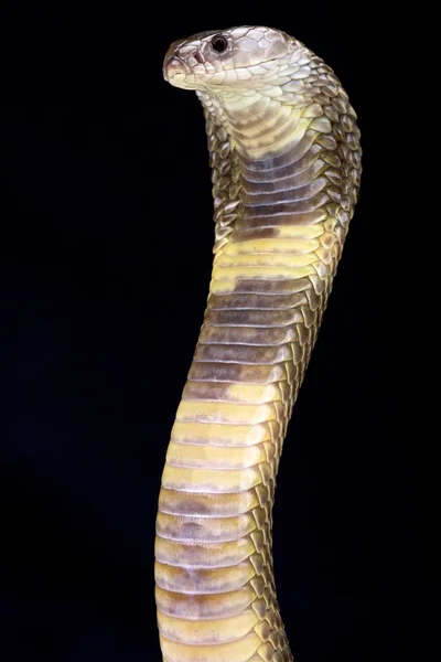 Oxus Cobra Naja Oxiana — Stock Photo, Image