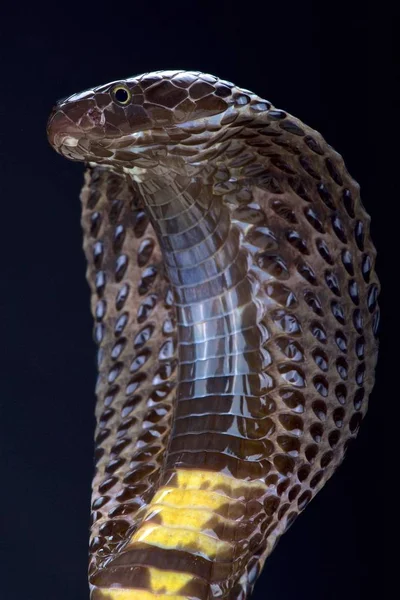 Cobra Negra Paquistaní Naja Naja Karachiensis — Foto de Stock