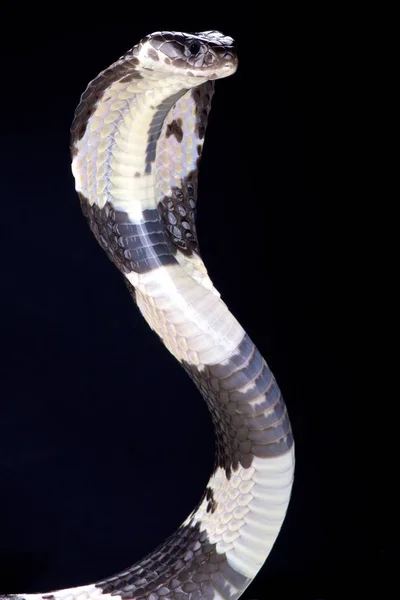 黑色和白色吐口水眼镜蛇 眼镜蛇 Siamensis — 图库照片