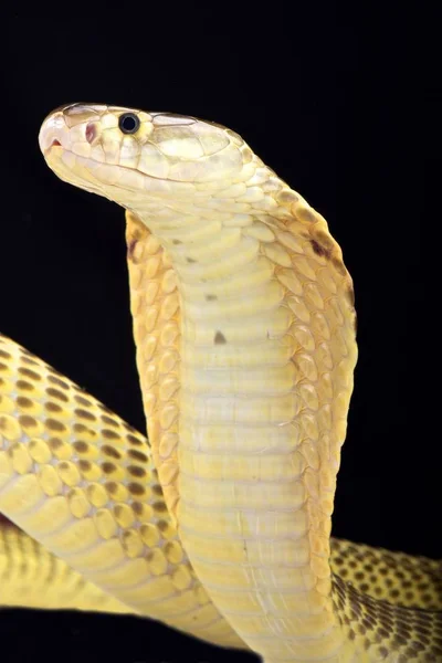 Sumatra Cobra Naja Sumatrana — Fotografia de Stock