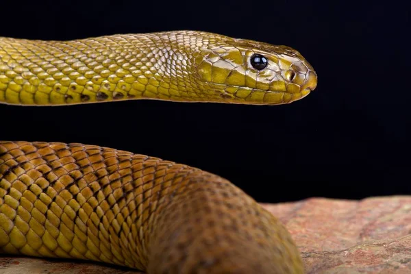 Inland taipan (Oxyuranus güçlü)