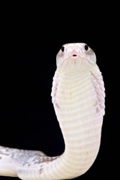 Giava Sputando Cobra Naja Sputatrix — Foto Stock