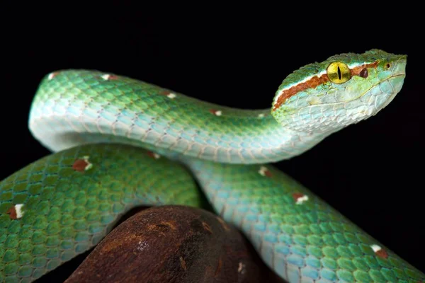 Hairy bush viper (Atheris hispida) on black background Stock Photo - Alamy