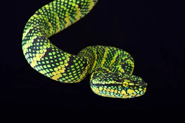 Wagler'ın ağacı viper (Tropidolaemus wagleri) erkek