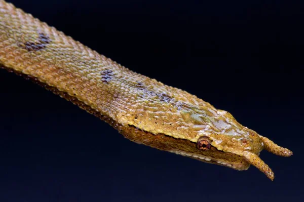 触角のある蛇 ヒゲミズヘビ — ストック写真