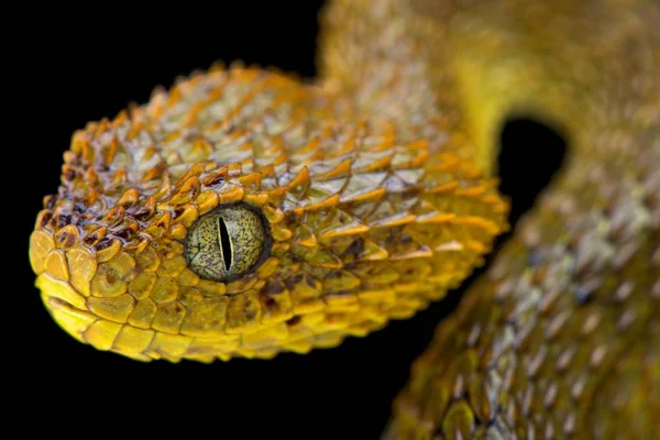Kamerun bush engerek, Atheris broadleyi, Kamerun