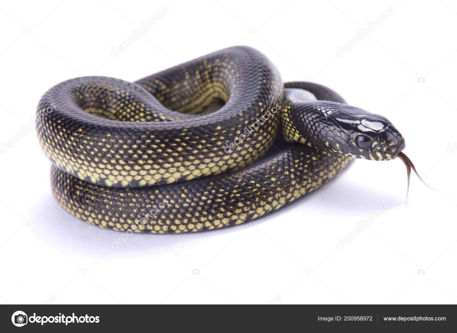 Mexican Black Kingsnake Lampropeltis Getula Nigrita Stock Photo Image By C Reptiles4all Mexican Black Kingsnake Lampropeltis Getula Nigrita Stock Photo Image By C Reptiles4all