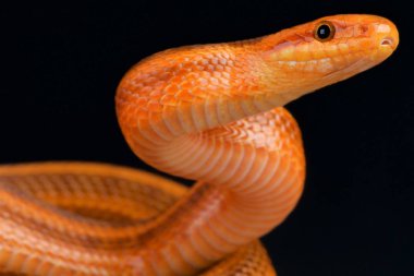 Elaphe dione, Diones ratsnake, Rusya