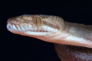 Simalia nauta, Tanimbar python, Tanimbar Adaları, Endonezya (resmen Morelia nauta)
