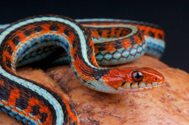 Thamnophis sirtalis tetraenia yakın çekim