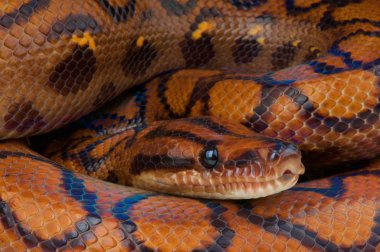 Epicrates cenchria cenchria, Rainbow boa, Brezilya