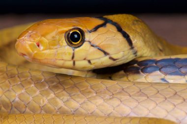 Coelognathus flavolineatus, sarı çizgili ratsnake,