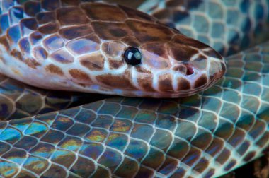 Xenopeltis unicolor, Sunbeam snake,Thailand clipart