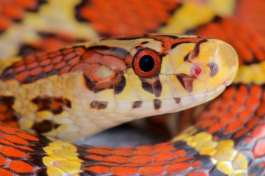 Archelaphe bella bella, Bella 'nın yılanı, Myanmar