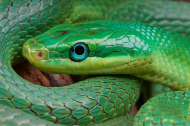 Gonyosoma prasinum, yeşil biblo yılan, Çin (resmen Rhadinophis)