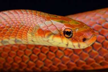 Euprepiophis conspicillatus, ratsnake, Japonya Japon orman