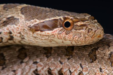 David'in ratsnake yakın çekim 