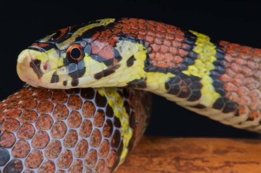 Archelaphe bella chapaensis yakın çekim 