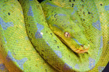 Morelia viridis, yeşil ağaç python, Batı Papua