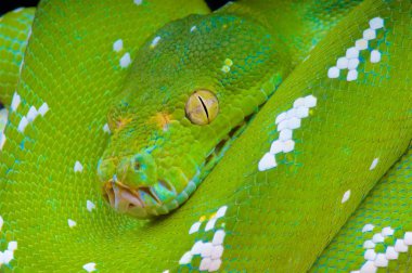 Morelia viridis, yeşil ağaç python, Aru Adası, Endonezya