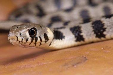 Natrix natrix schweizeri, yılan, kritik tehlike altında Milos island, Yunanistan, Milos çimen.