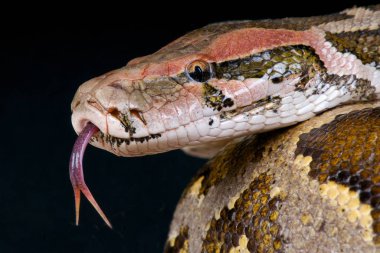 Python molurus, Hint python, Hindistan